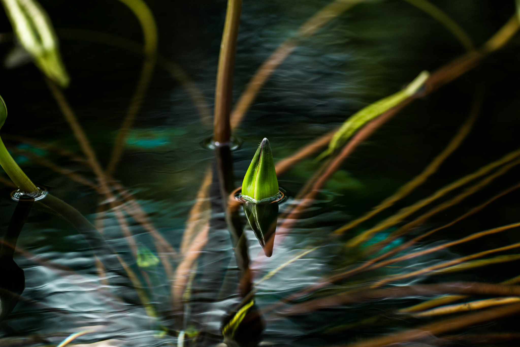 Canon EOS 6D + Tamron SP AF 90mm F2.8 Di Macro sample photo