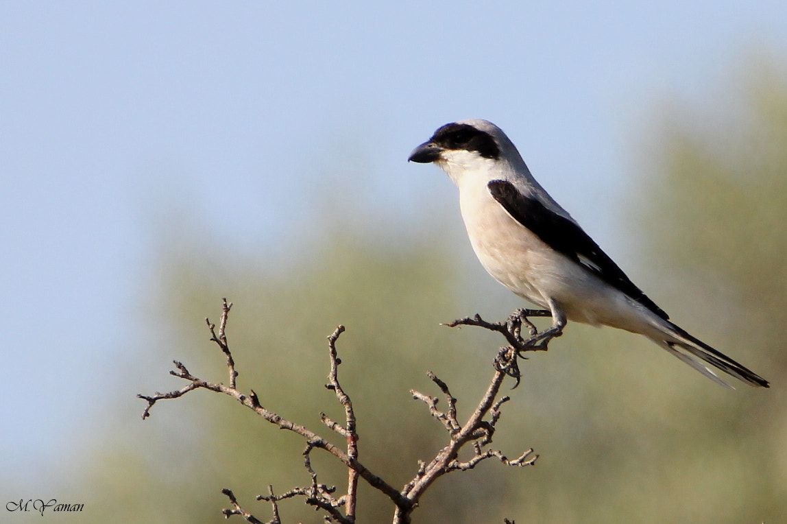 Tamron SP 150-600mm F5-6.3 Di VC USD sample photo. Karaalınlı örümcekkuşu » lesser grey shrike photography
