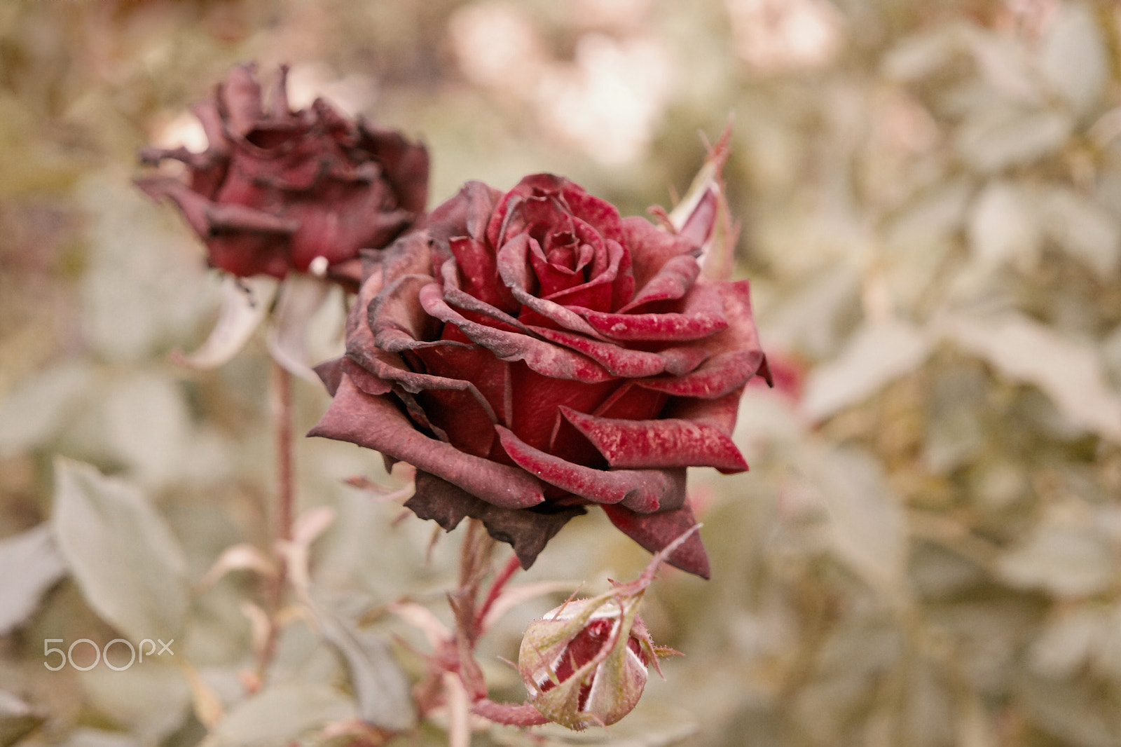 Samsung NX500 + Samsung NX 16-50mm F3.5-5.6 Power Zoom ED OIS sample photo. Deep red roses in autumn garden. two rose flowers dying in fall, a lot of space for text.... photography