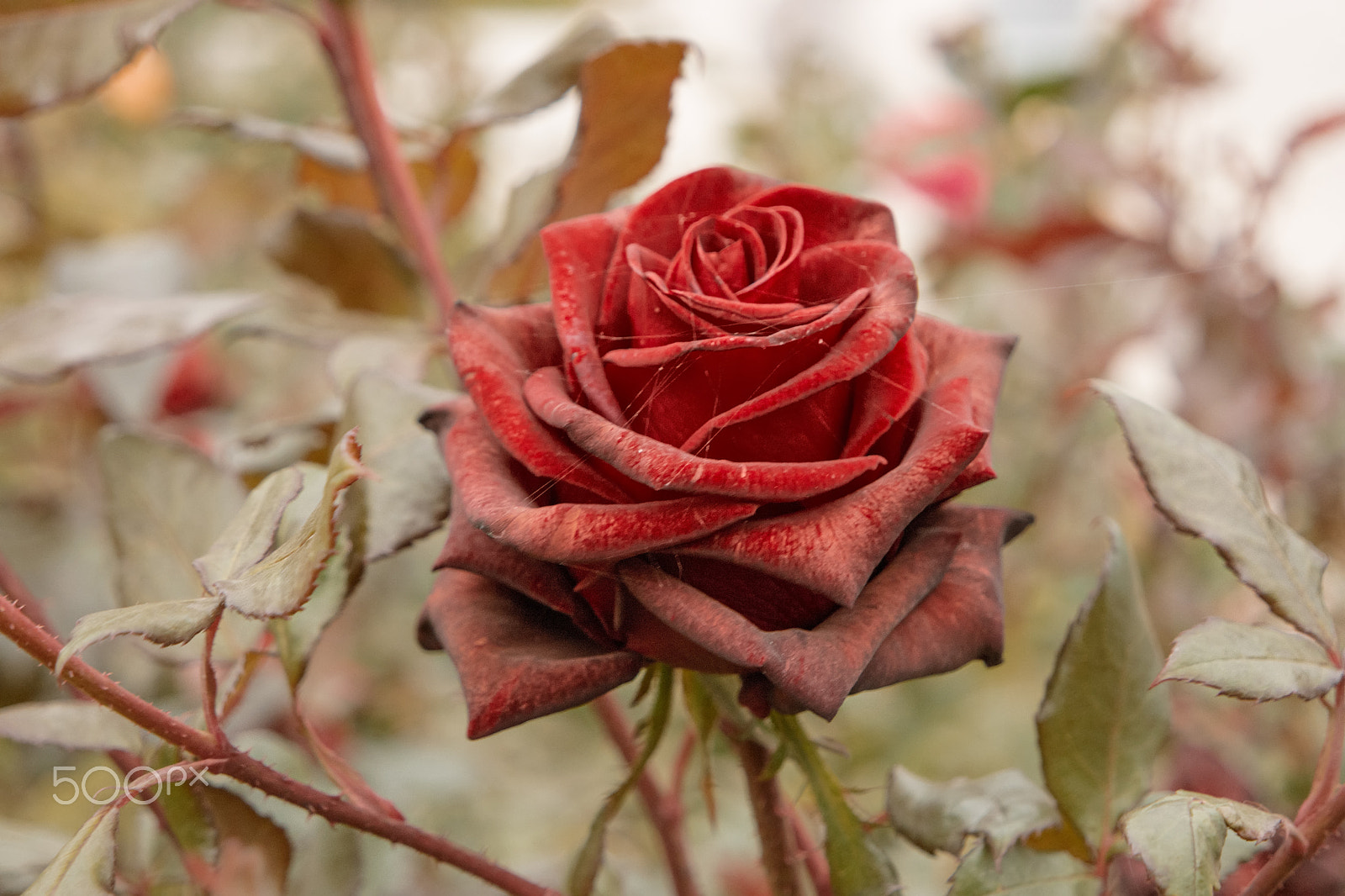 Samsung NX500 sample photo. Beautiful dark red rose in the garden, selective focus, vintage color, dying plant in autumn photography