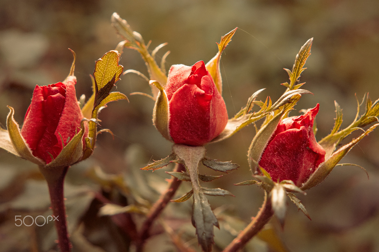 Samsung NX500 sample photo. Three rose buds in the garden in front of natural background in autumn photography