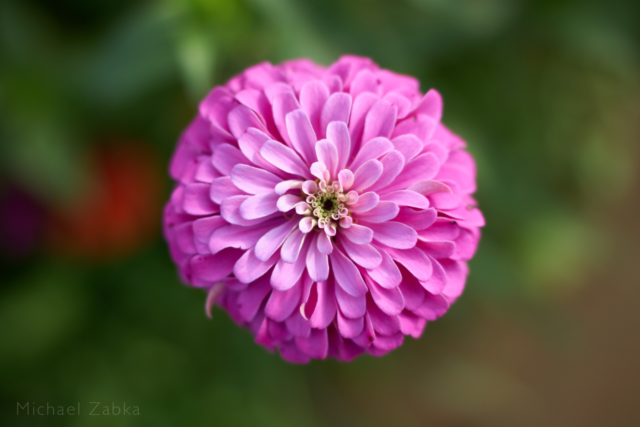 Sony a7R + Sony Distagon T* FE 35mm F1.4 ZA sample photo. Flower in hitachi sea side park photography