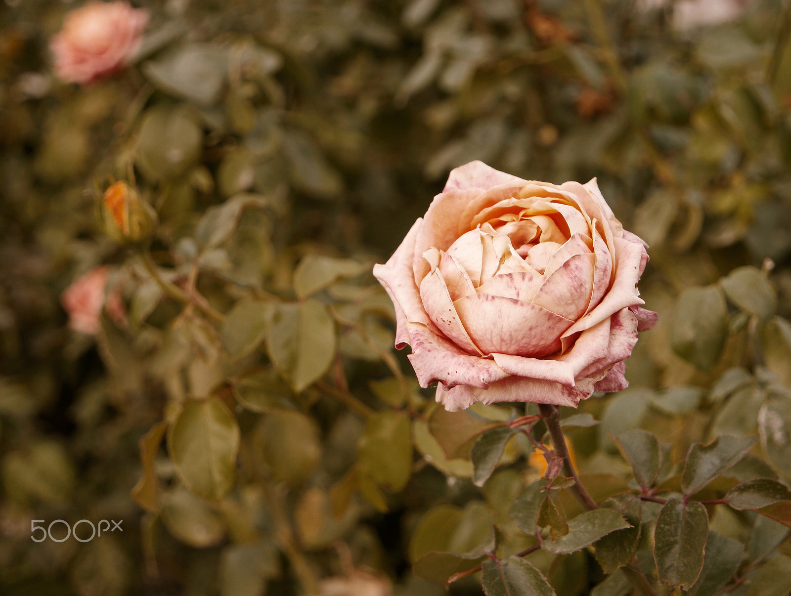 Samsung NX500 + Samsung NX 16-50mm F3.5-5.6 Power Zoom ED OIS sample photo. Corall creamy rose dying in autumn garden. wilted rose. sad fall mood. wilting roses in fall.... photography
