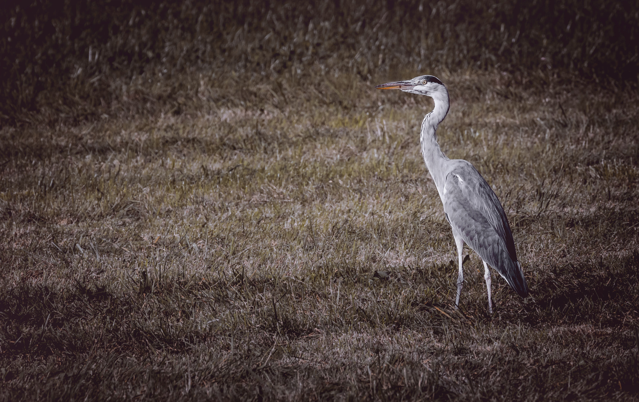 Canon EF 70-200mm F2.8L IS II USM sample photo. Gray heron photography