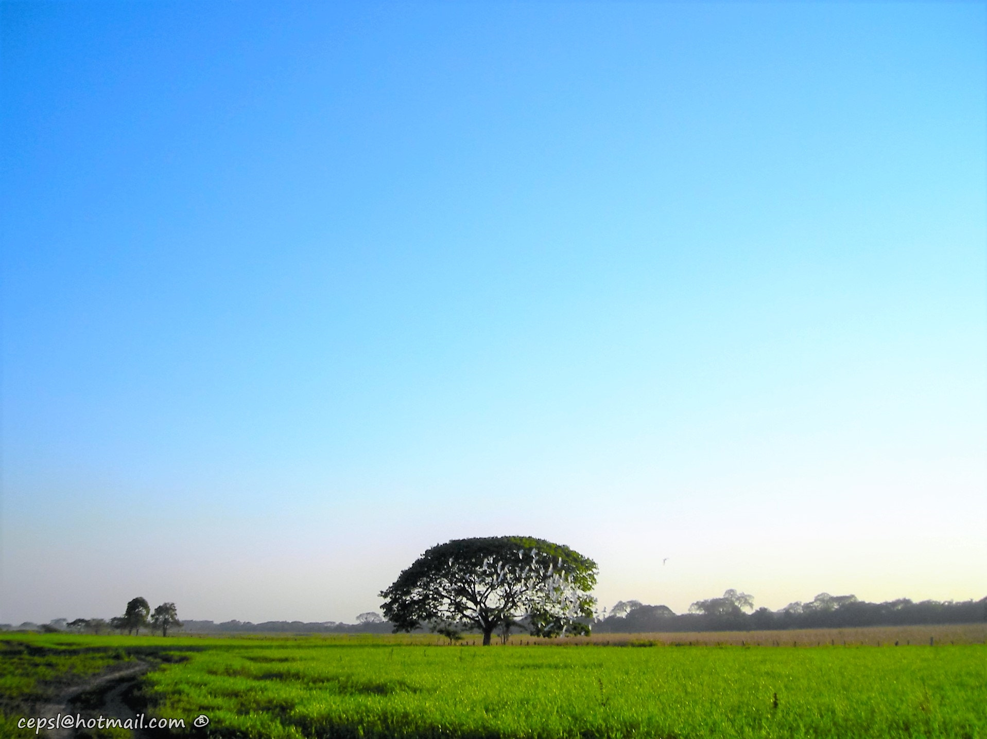 Nikon COOLPIX L6 sample photo. El llano venezolano photography