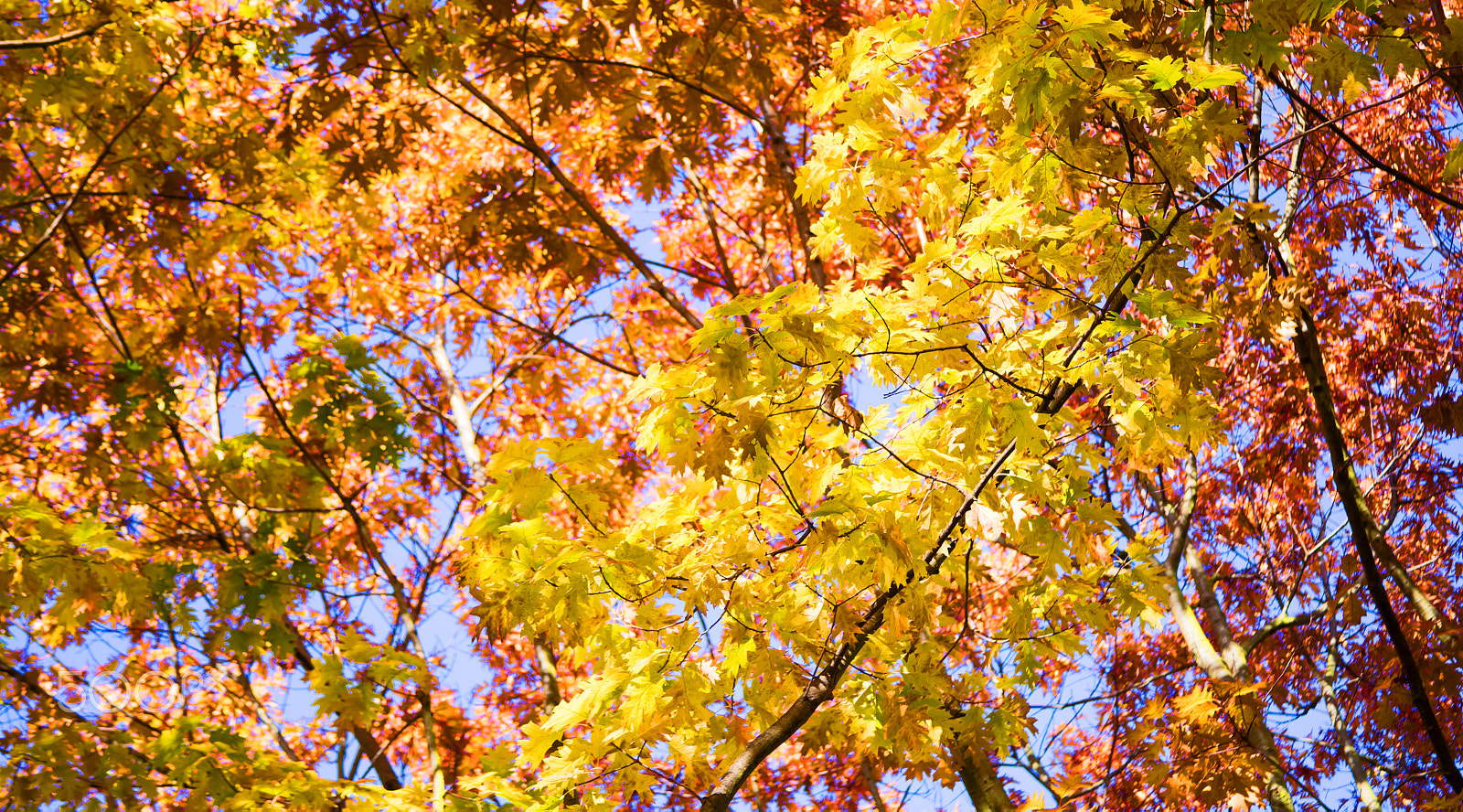 Canon EF 28-135mm F3.5-5.6 IS USM sample photo. Herbstleuchten photography