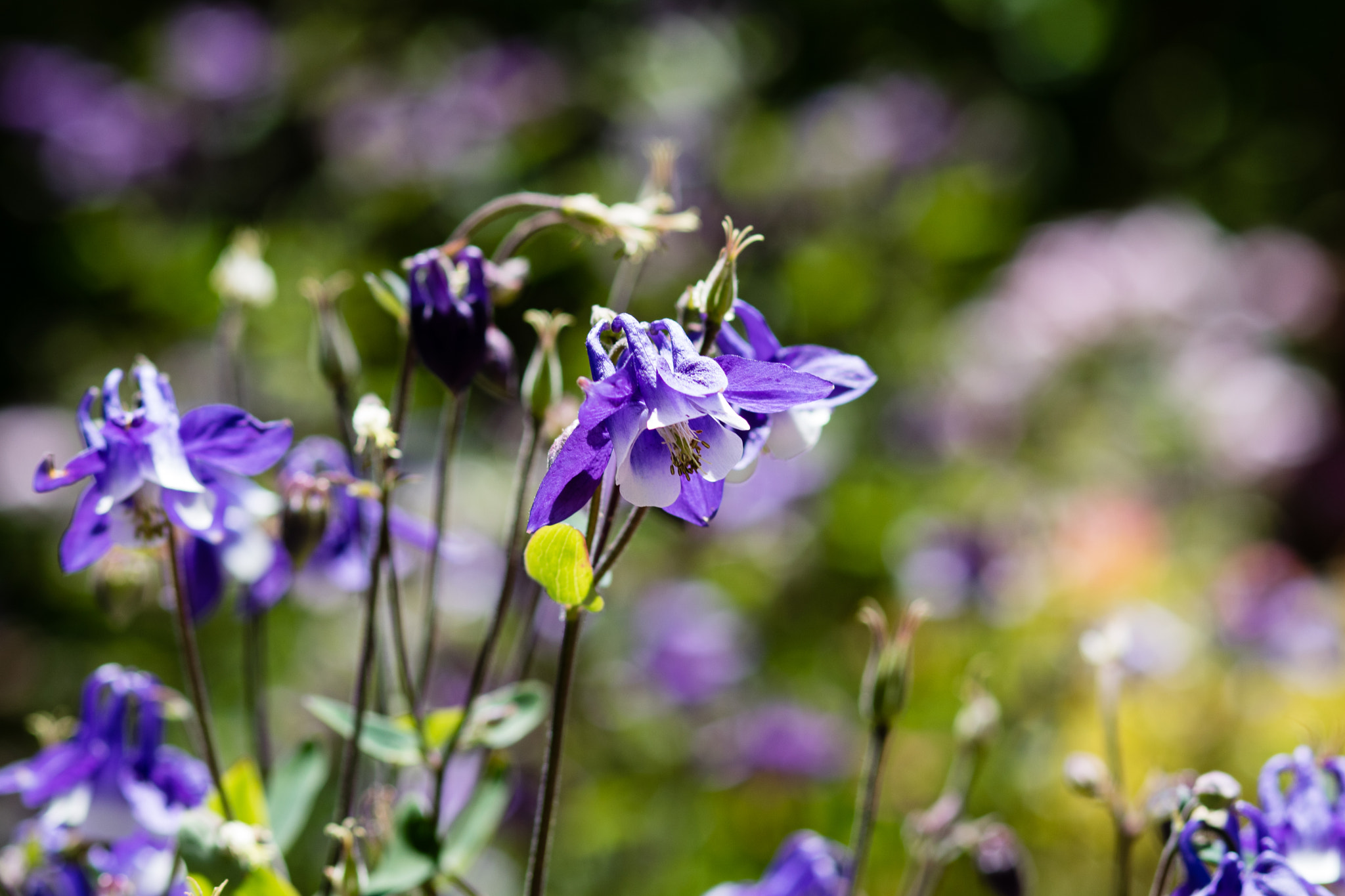 Canon EOS M3 + Canon EF 85mm F1.8 USM sample photo. Ml_20161029_06 photography