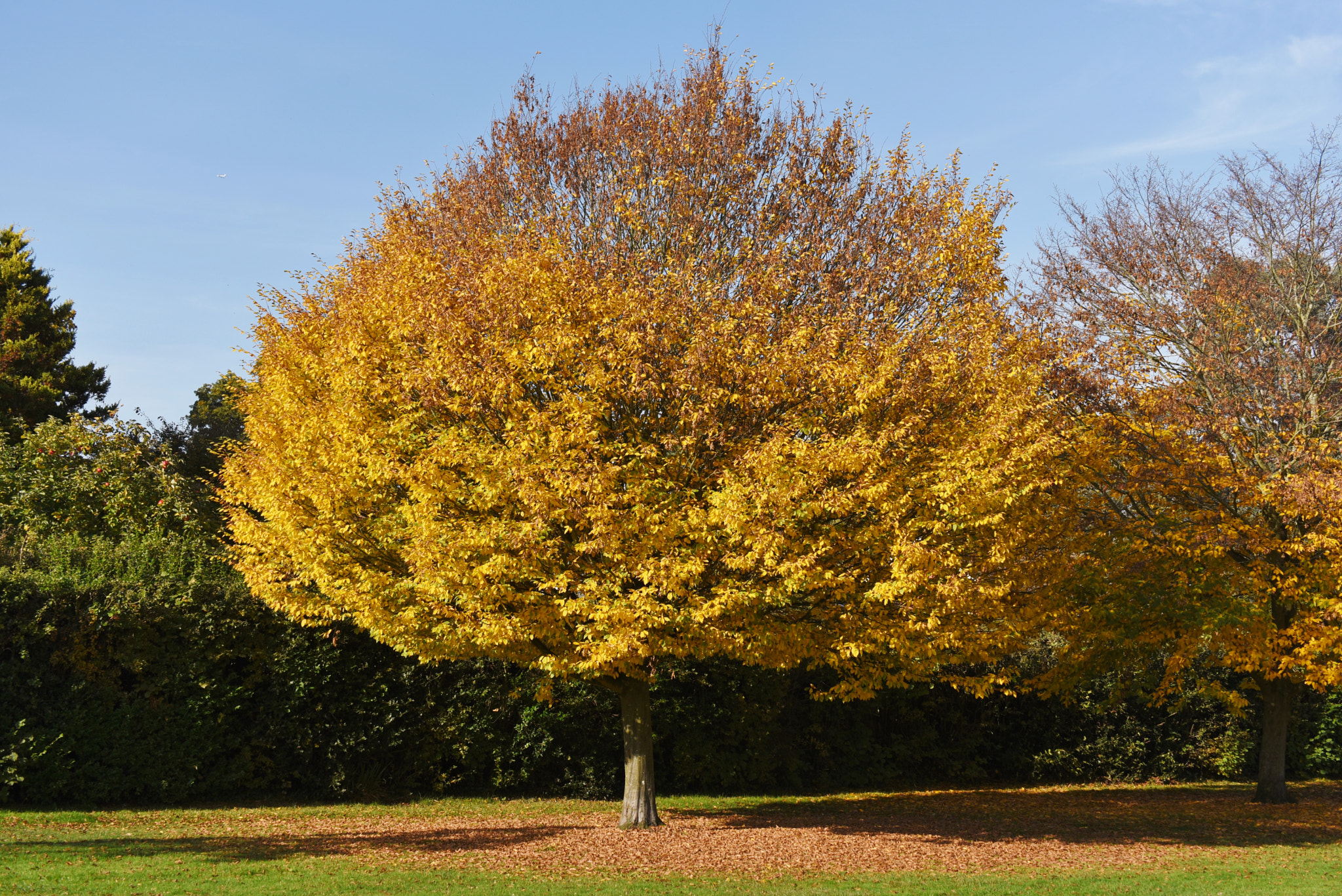 Sigma 50-500mm F4.5-6.3 DG OS HSM sample photo. Watchetts park camberley 31 october 2016 014 photography