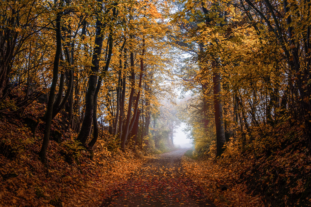 Nikon Df sample photo. Autumnal view... photography