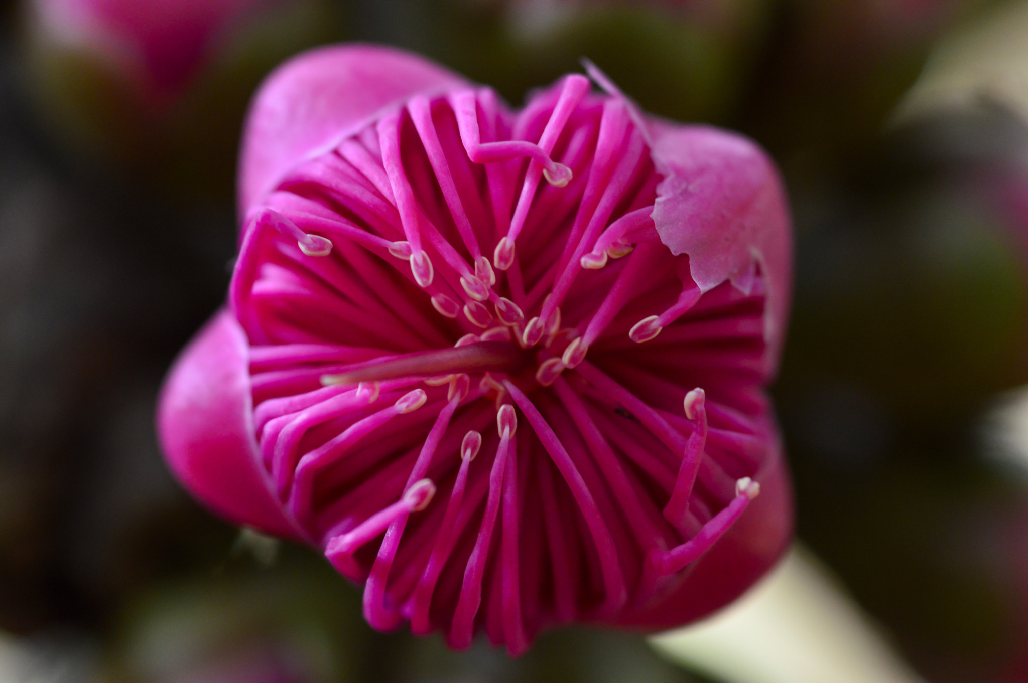 Nikon D3200 sample photo. Flor de jambo-rosa photography