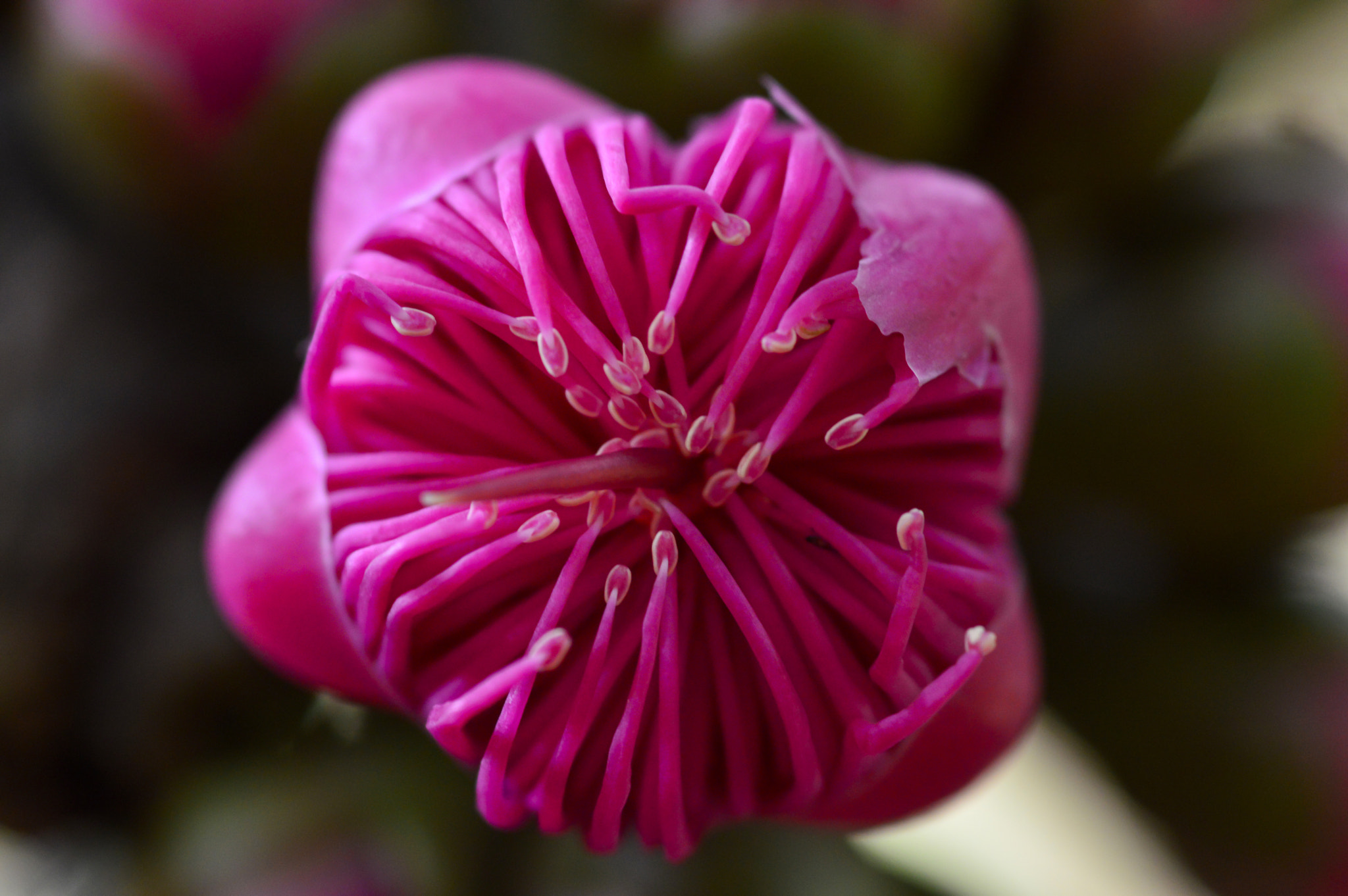 Nikon AF-S Micro-Nikkor 105mm F2.8G IF-ED VR sample photo. Flor de jambo-rosa photography