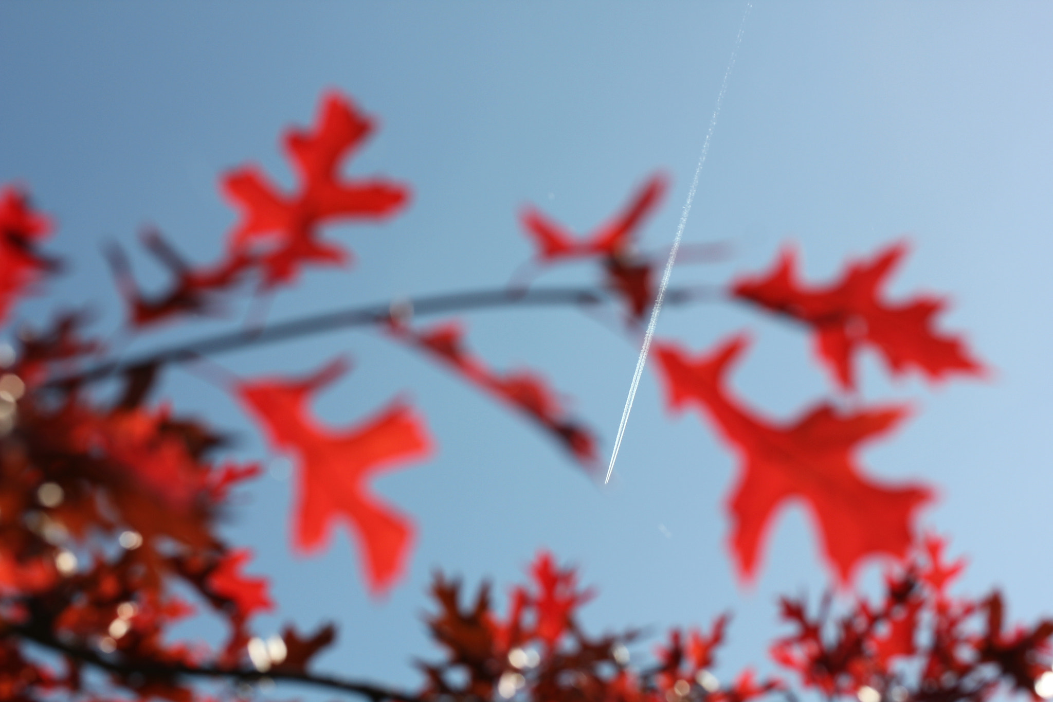 Canon EF-S 60mm F2.8 Macro USM sample photo