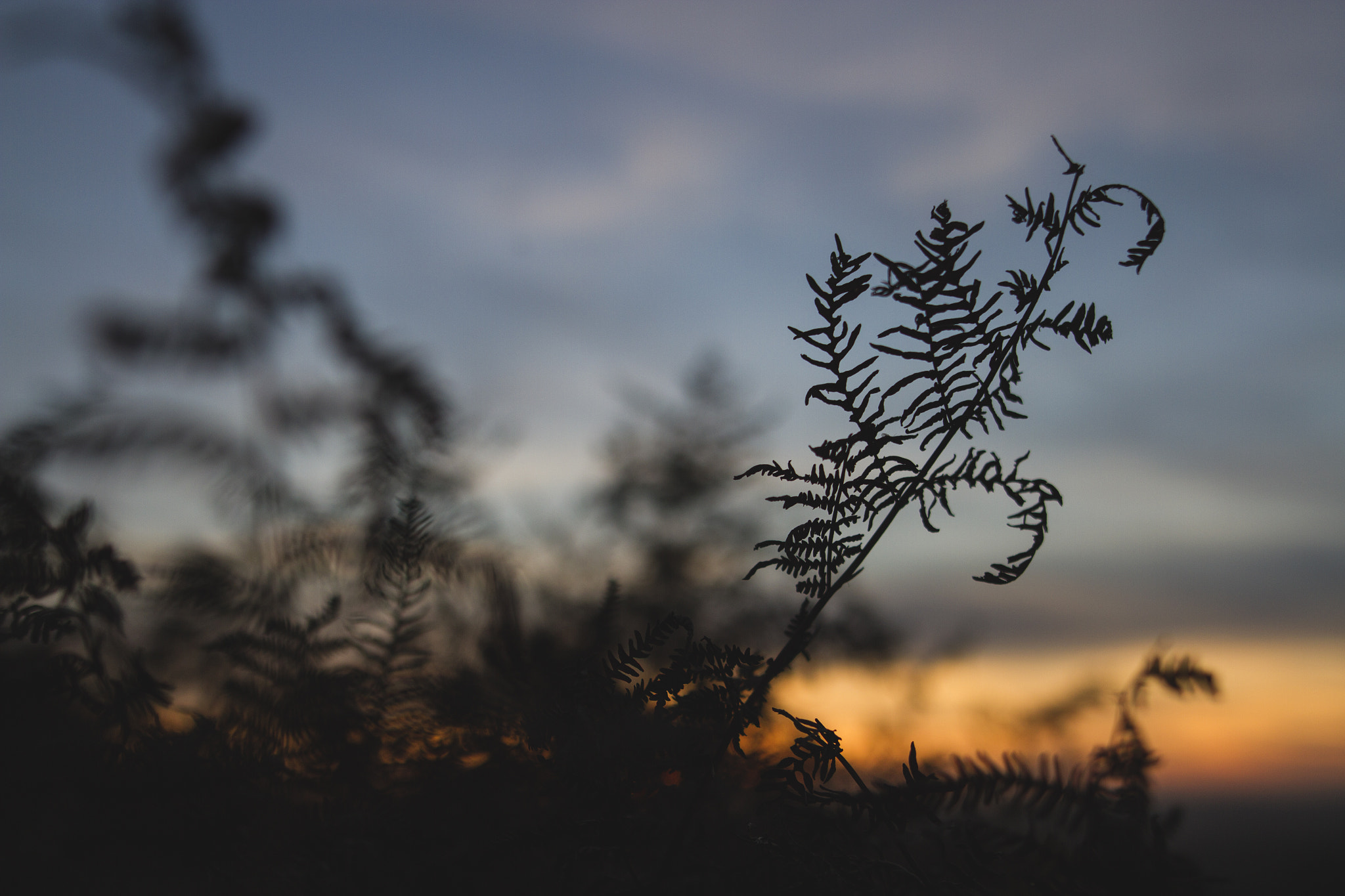 Sigma 24mm F1.4 DG HSM Art sample photo. Burning skies across the leaves photography