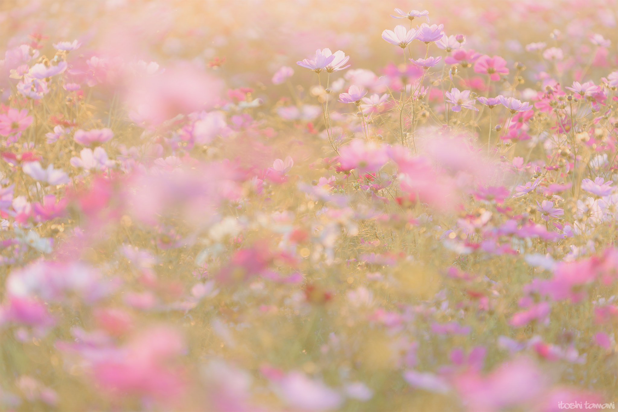 Sony FE 70-300mm F4.5-5.6 G OSS sample photo. Cosmos photography