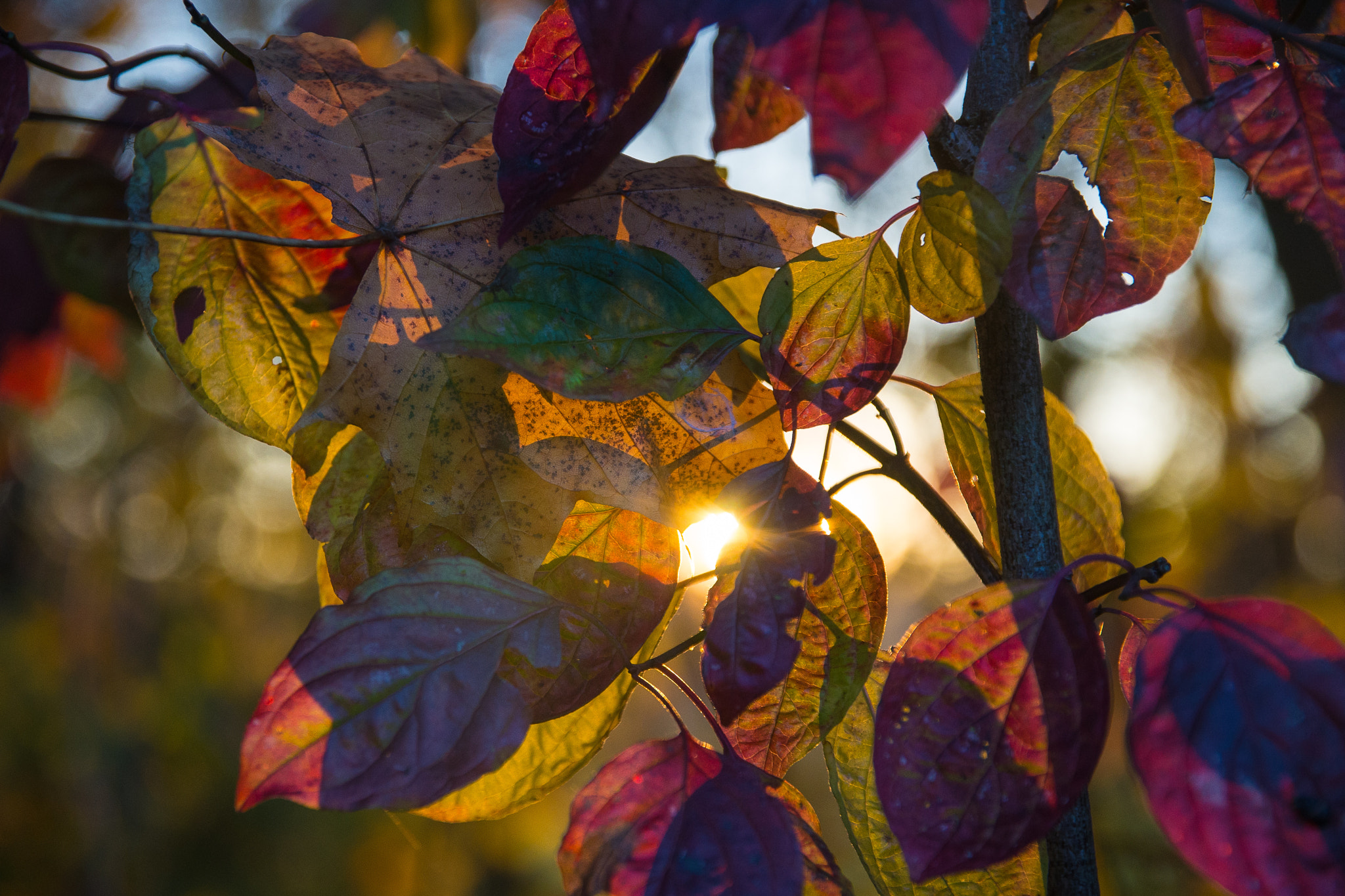 Sigma 17-70mm F2.8-4 DC Macro HSM sample photo. Autumn colores photography