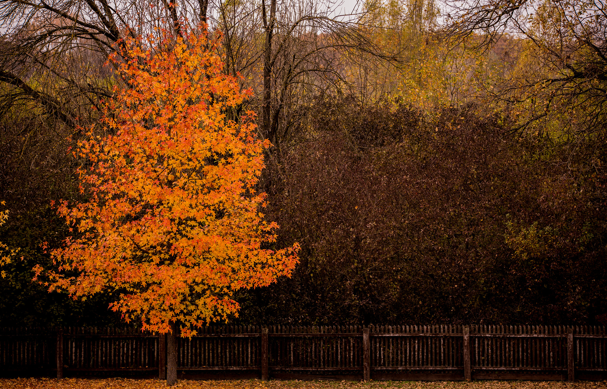 150-600mm F5-6.3 DG OS HSM | Sports 014 sample photo. Fall photography