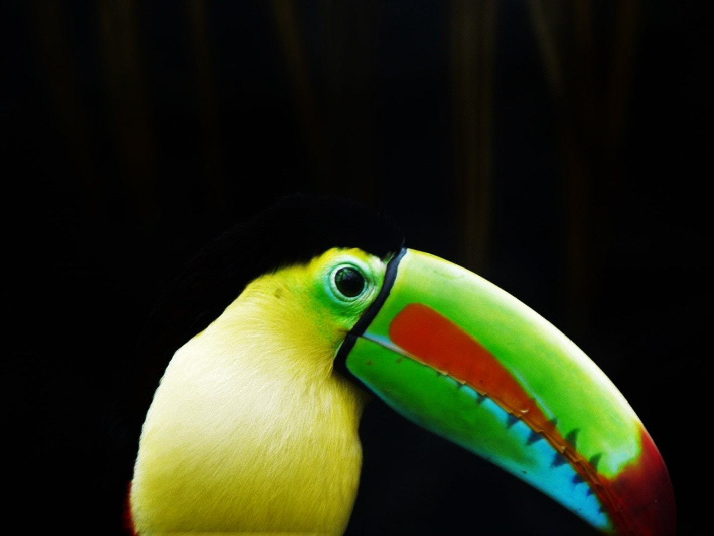 Panasonic DMC-FZ5 sample photo. Costa rica toucan photography