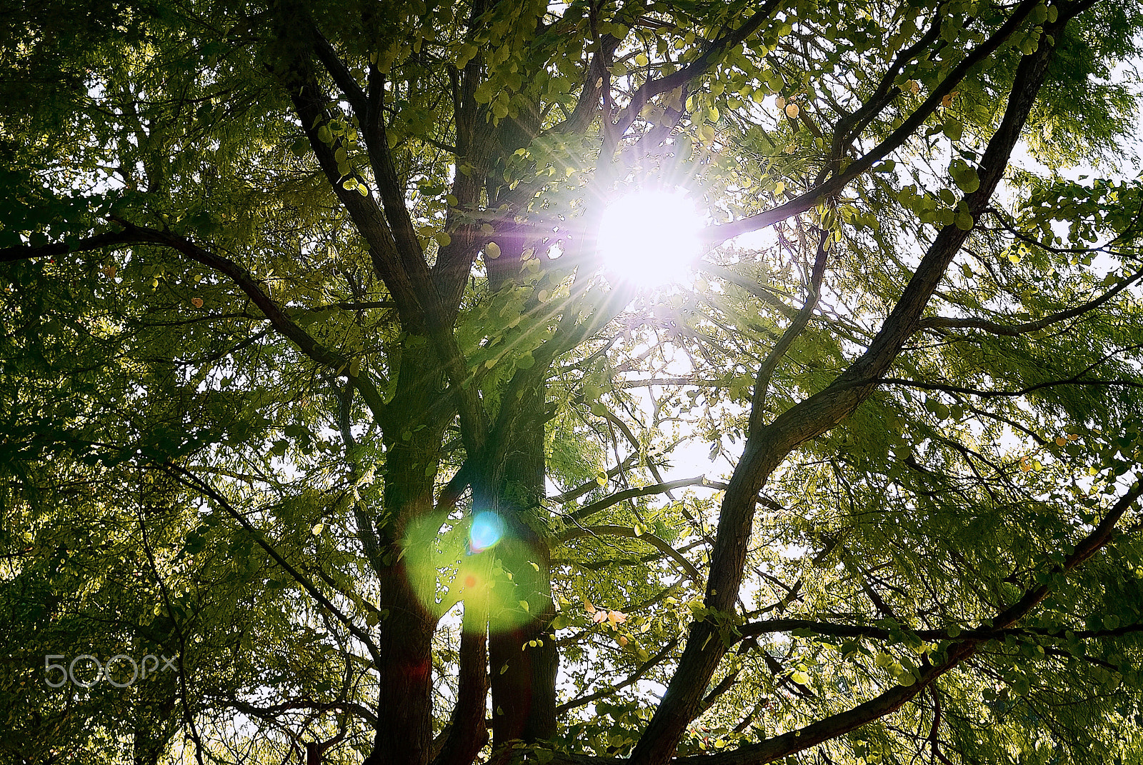 Nikon D200 sample photo. Sunshine filtering through foliage to your edges 2 photography