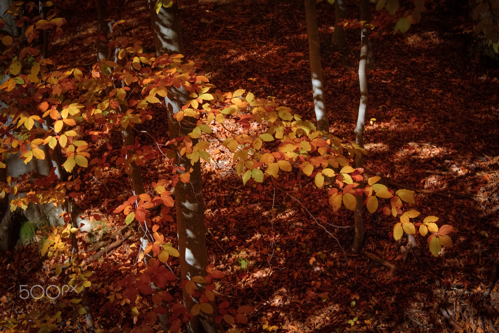 Canon EOS M + Canon EF 50mm F1.8 II sample photo. Autumn leaves in the woods photography