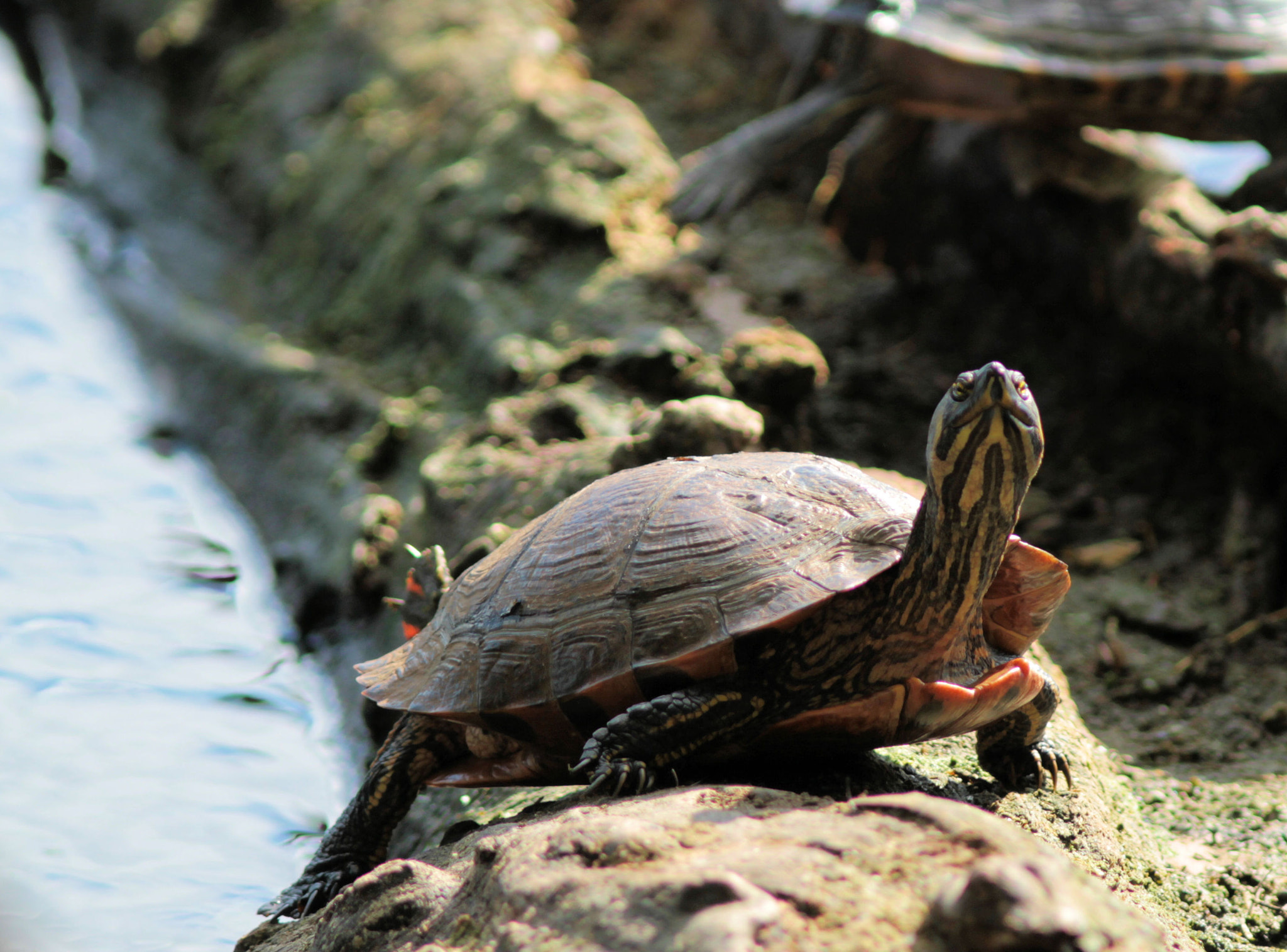 Canon EOS 7D + Canon EF 300mm F4L IS USM sample photo. Turtle photography