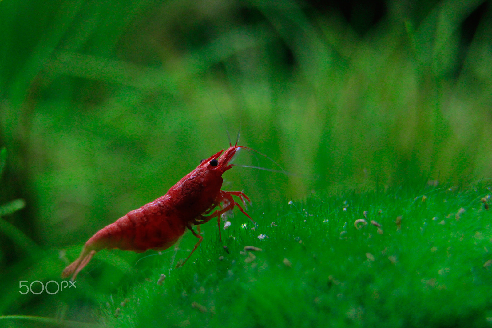 Canon EOS 550D (EOS Rebel T2i / EOS Kiss X4) sample photo. Red sakura shrimp photography