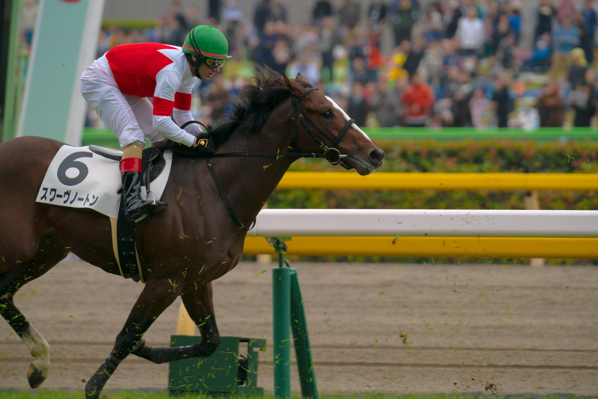 Sony FE 70-200mm F2.8 GM OSS sample photo. Horse in the rush! photography