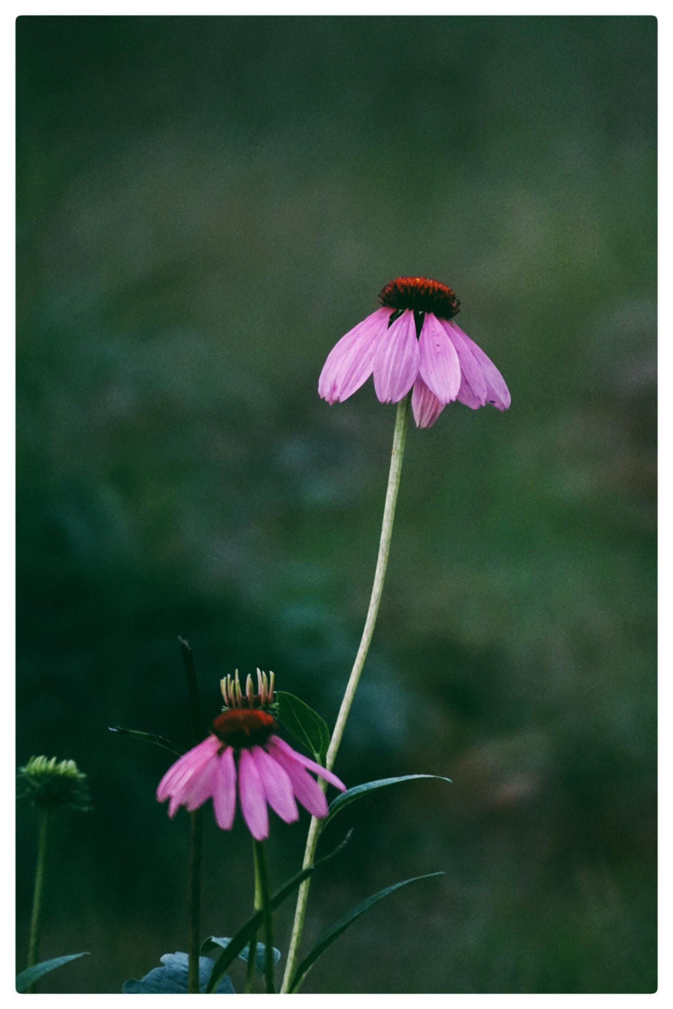 Sony a7R II + Sony 500mm F8 Reflex sample photo