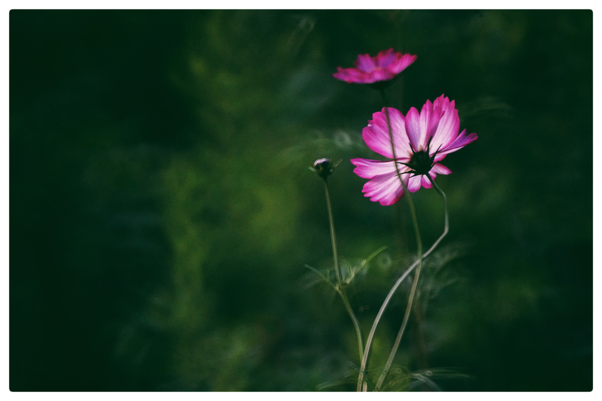 Sony 500mm F8 Reflex sample photo