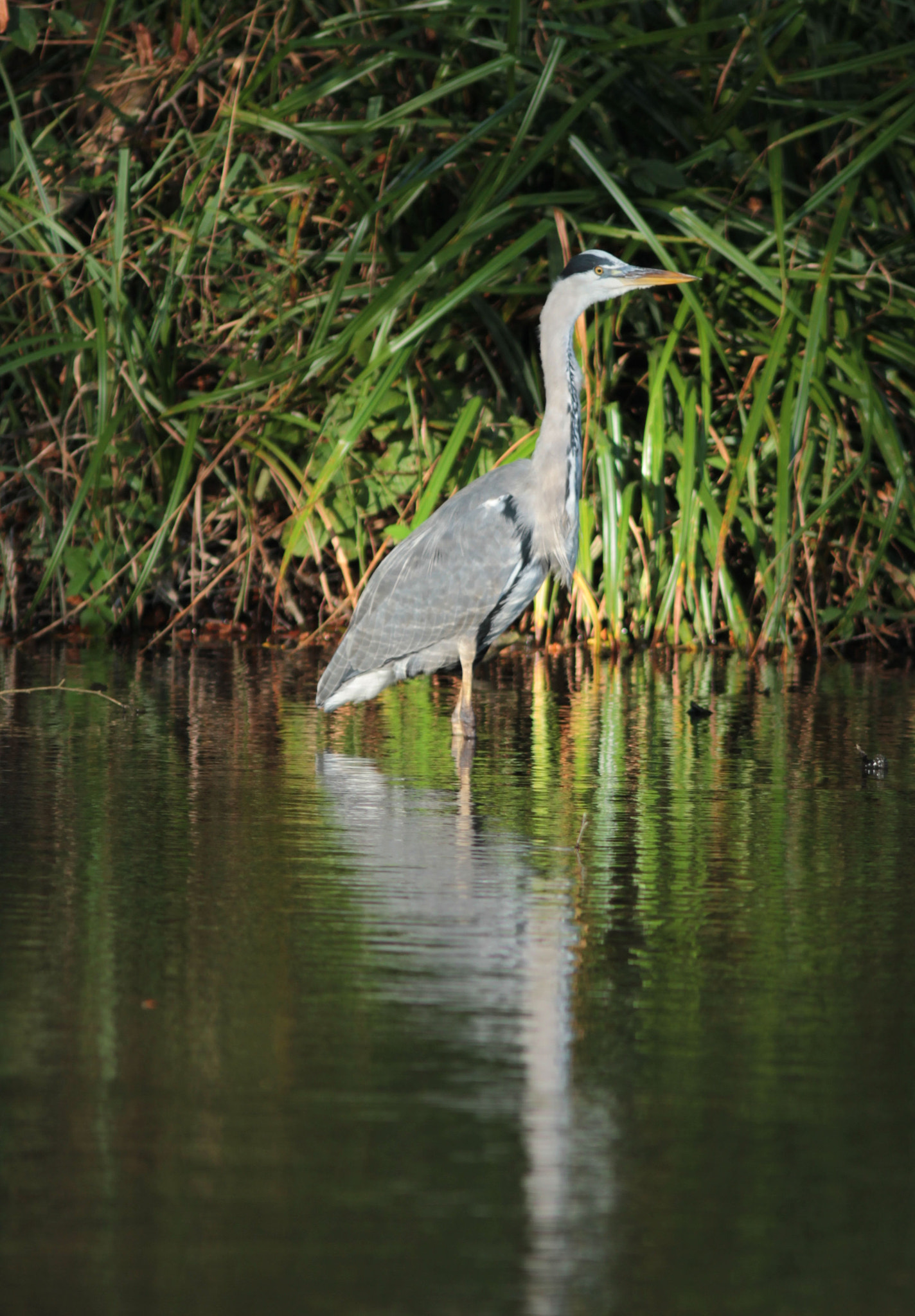 Canon EOS 7D + Canon EF 300mm F4L IS USM sample photo. Reiher photography