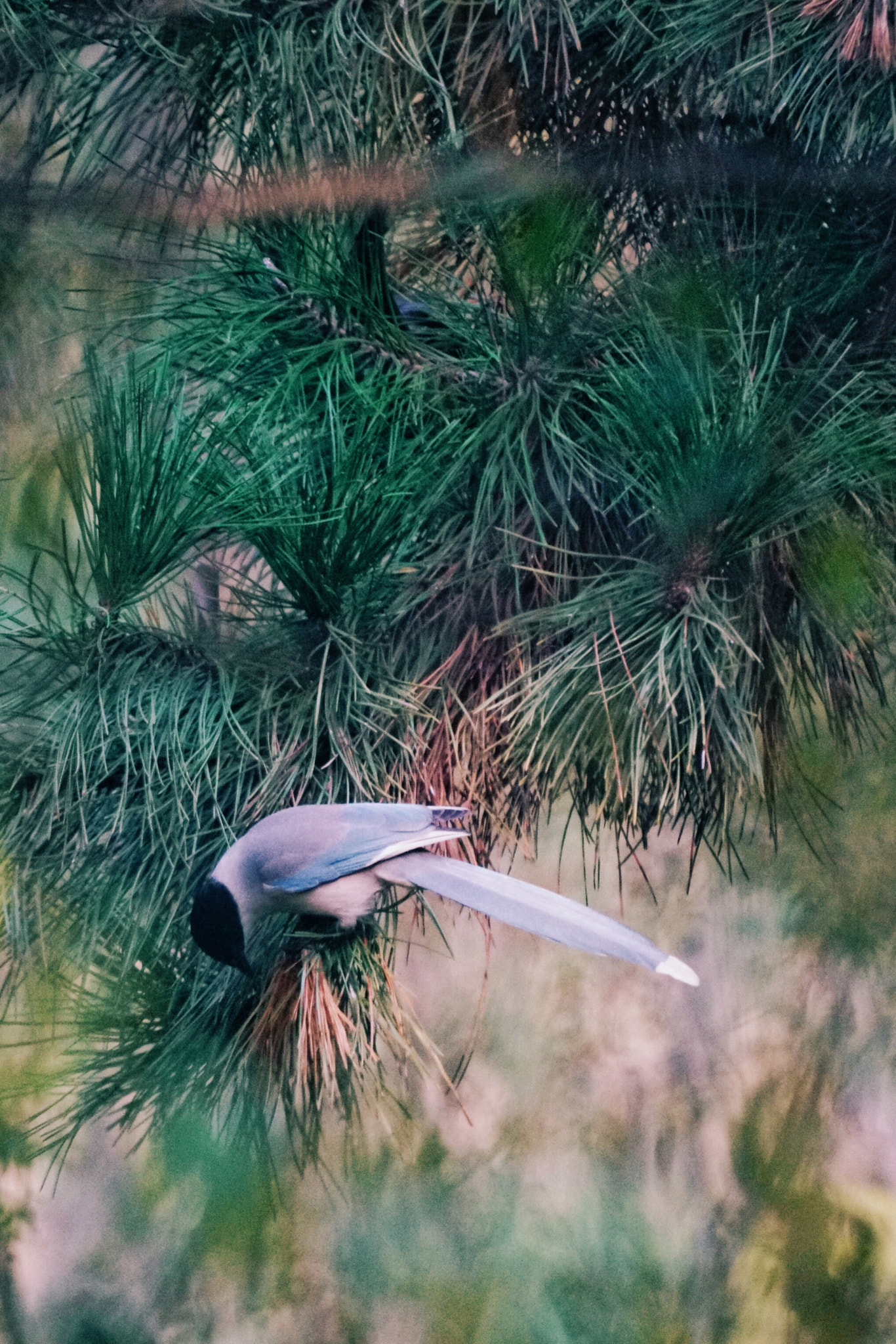 Sony 500mm F8 Reflex sample photo