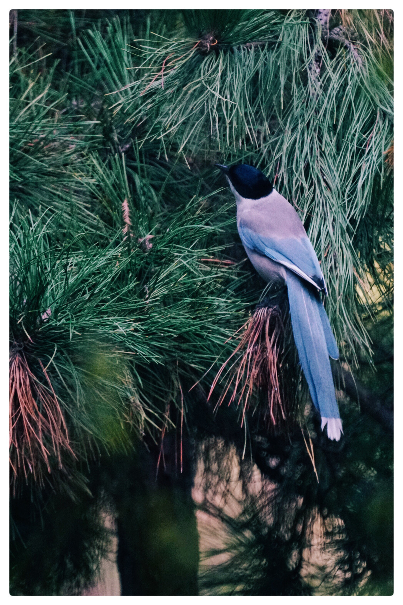 Sony 500mm F8 Reflex sample photo