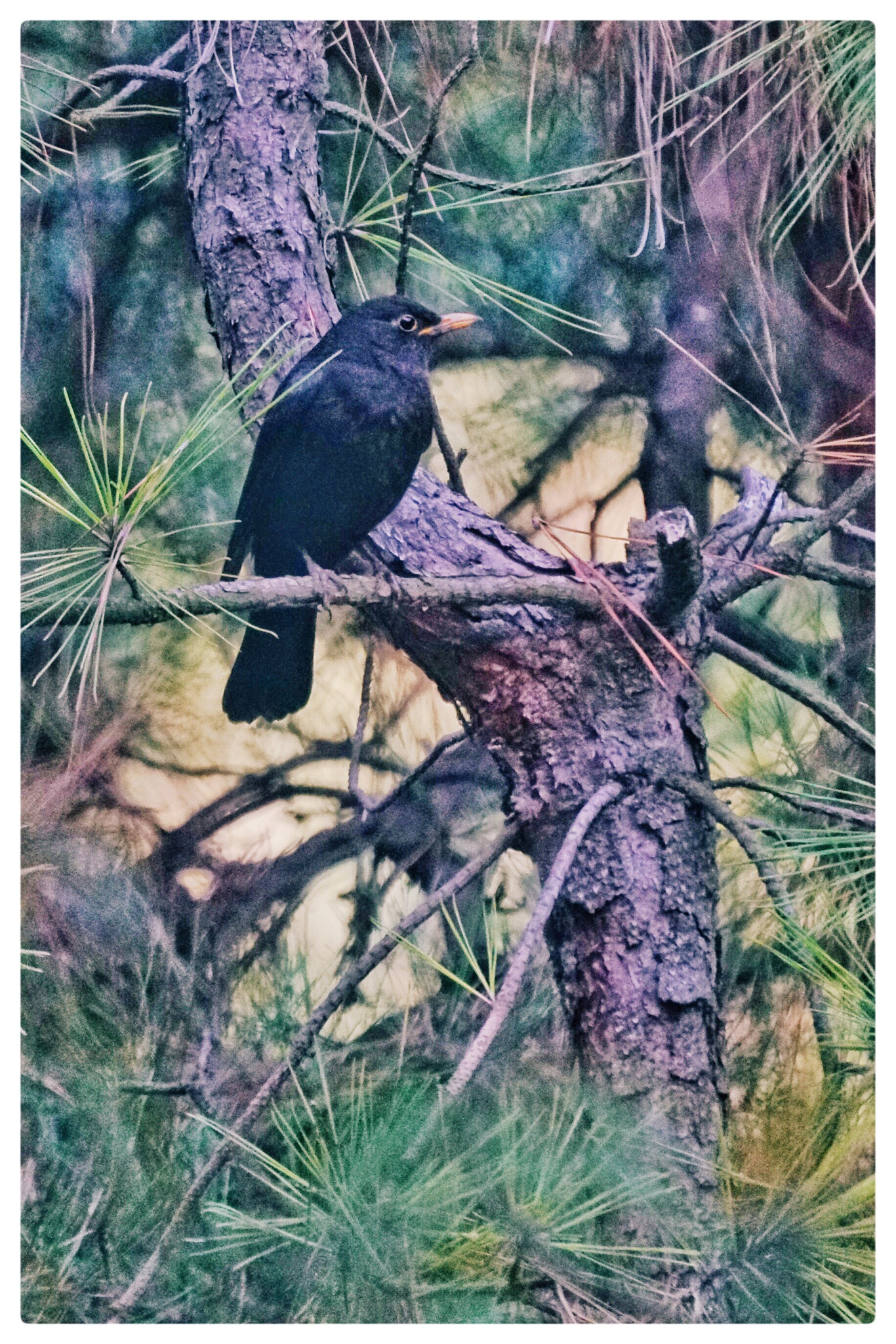 Sony 500mm F8 Reflex sample photo