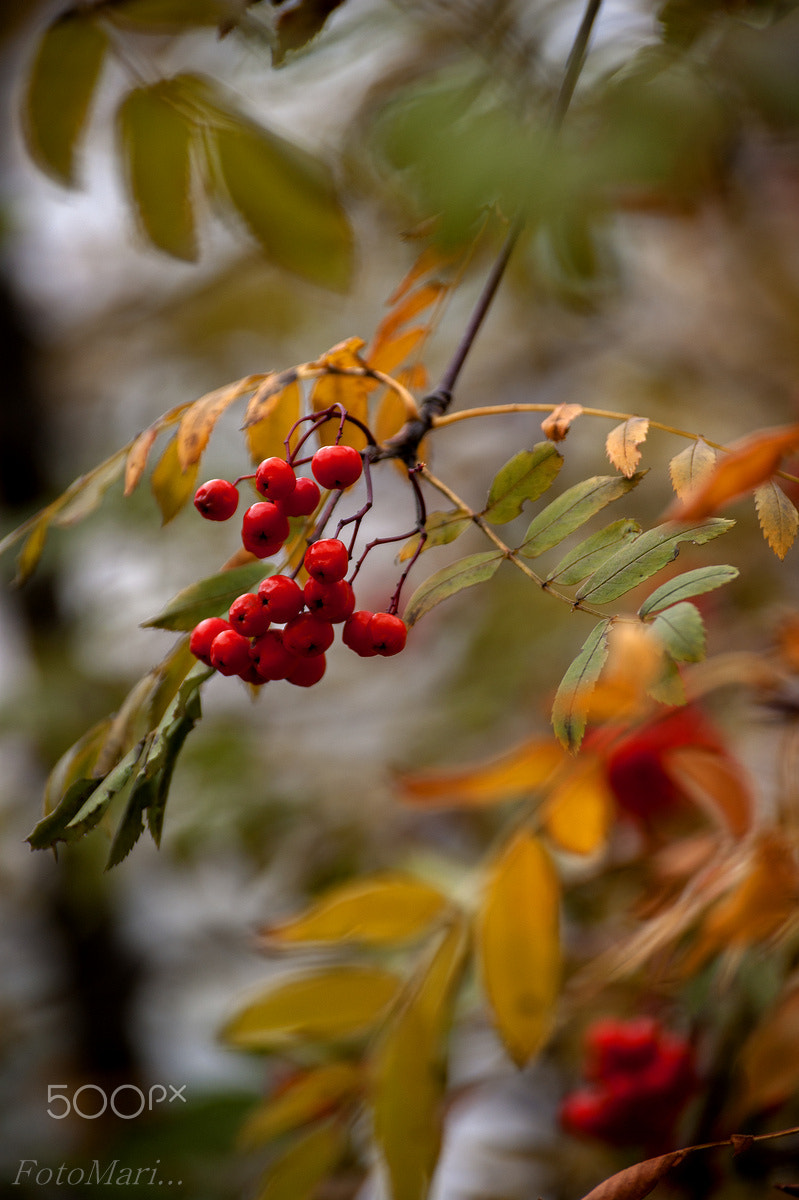 Sony Alpha DSLR-A390 sample photo. Рябина красная. photography