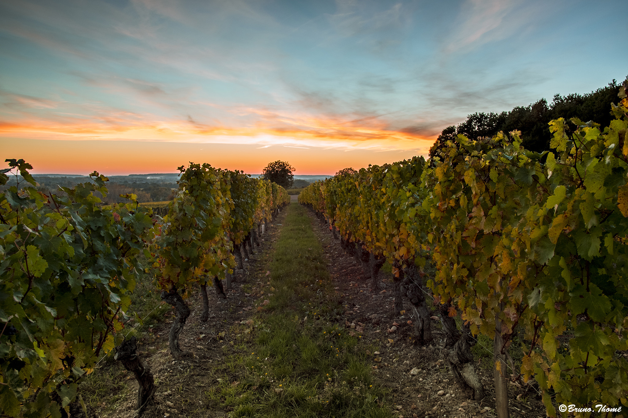 Pentax K-1 sample photo. Sunset in the vineyard photography