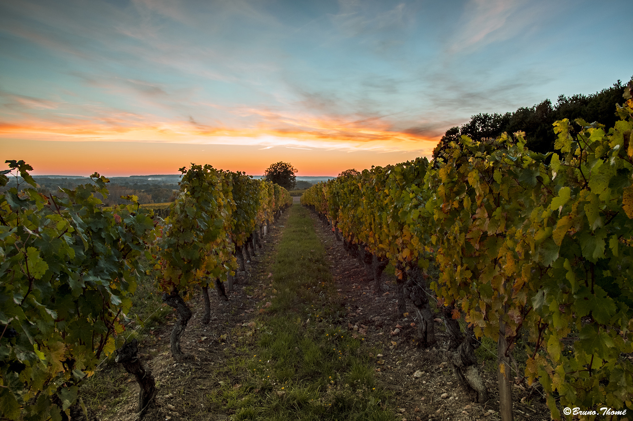 Sigma 17-50mm F2.8 EX DC HSM sample photo. Sunset in the vineyard photography