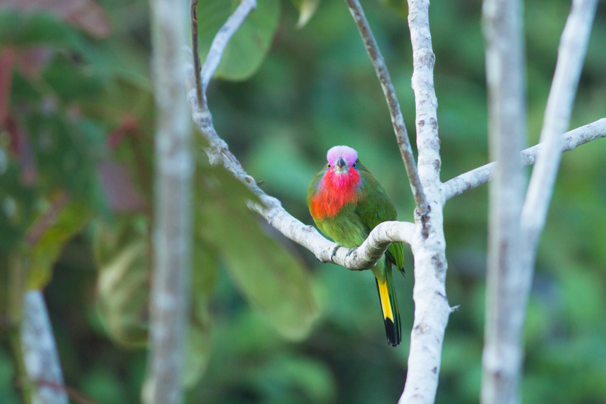 Canon EOS 7D + Canon EF 300mm F4L IS USM sample photo. Red-bearded bee-eater photography