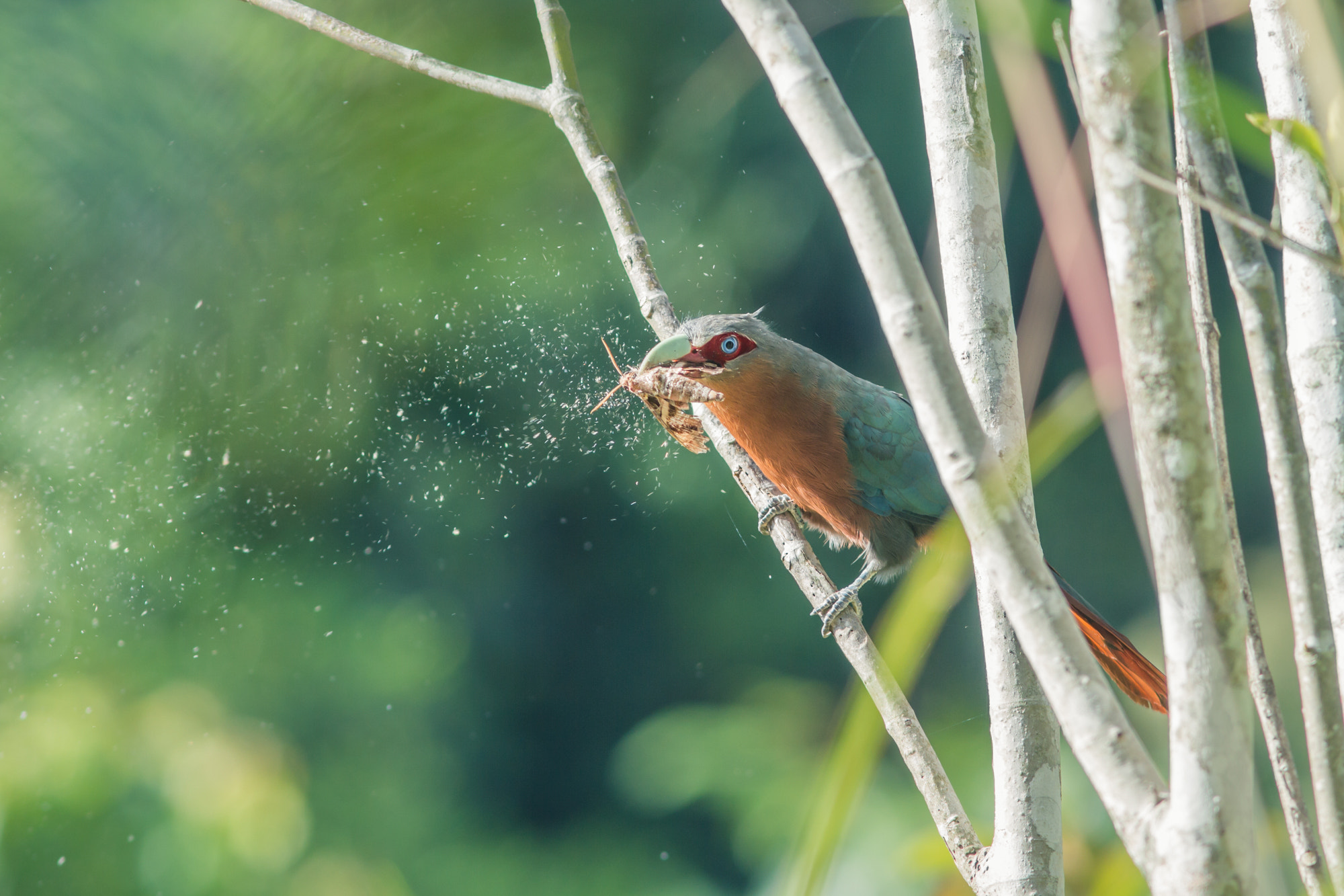 Canon EOS 7D + Canon EF 300mm F4L IS USM sample photo. Chestnut breasted malkoha photography
