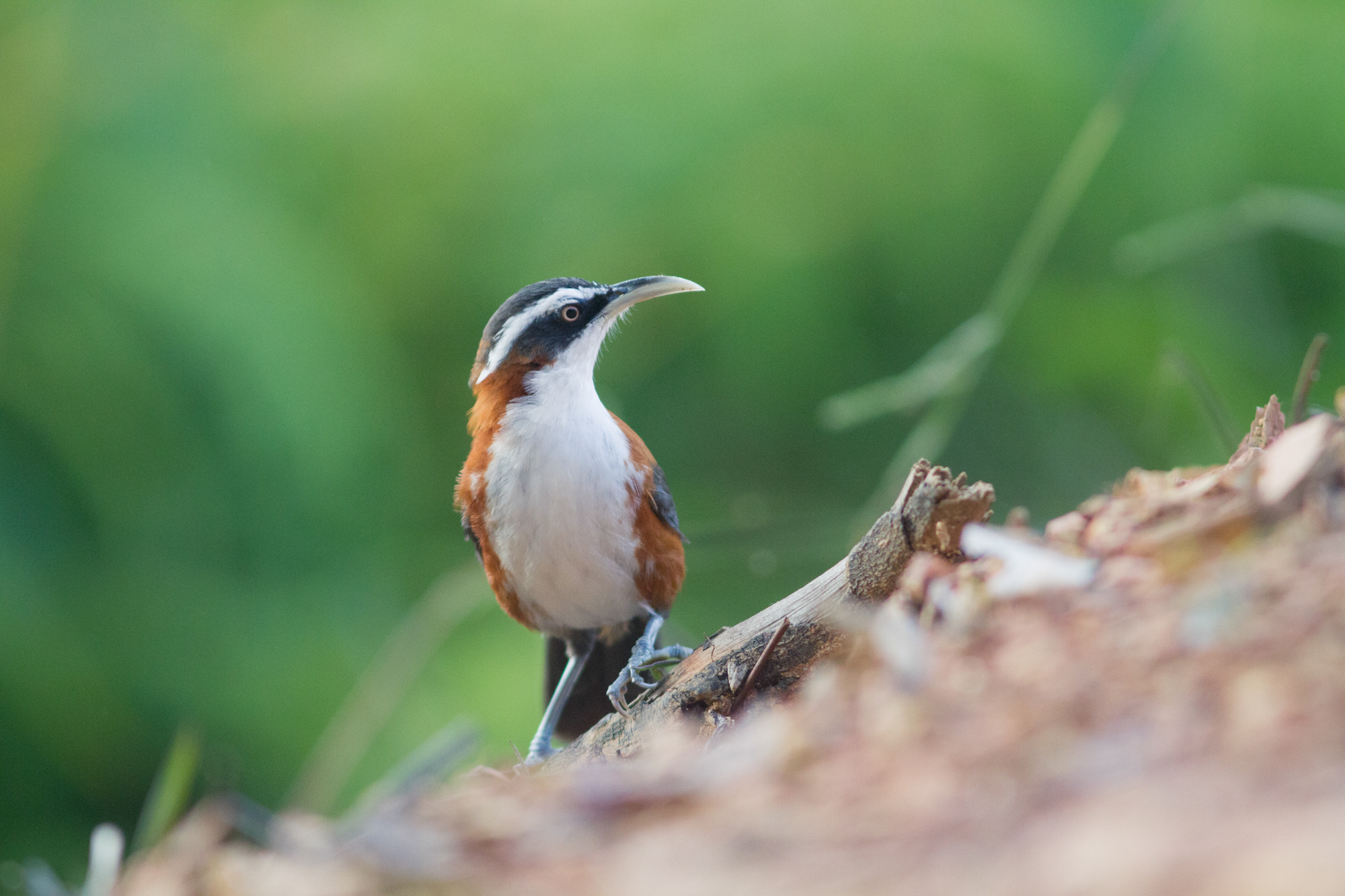 Canon EOS 7D + Canon EF 300mm F4L IS USM sample photo. Chestnut-backed scimitar babbler photography