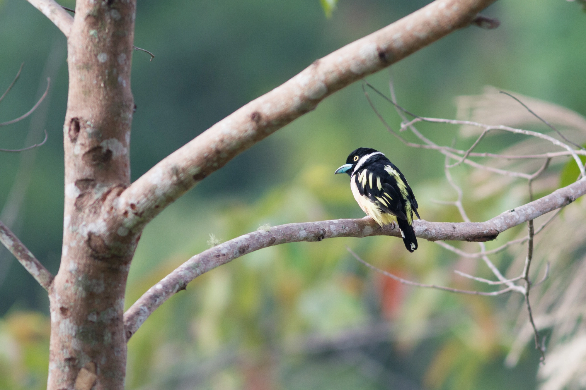 Canon EOS 7D + Canon EF 300mm F4L IS USM sample photo. Black-and-yellow broadbill photography