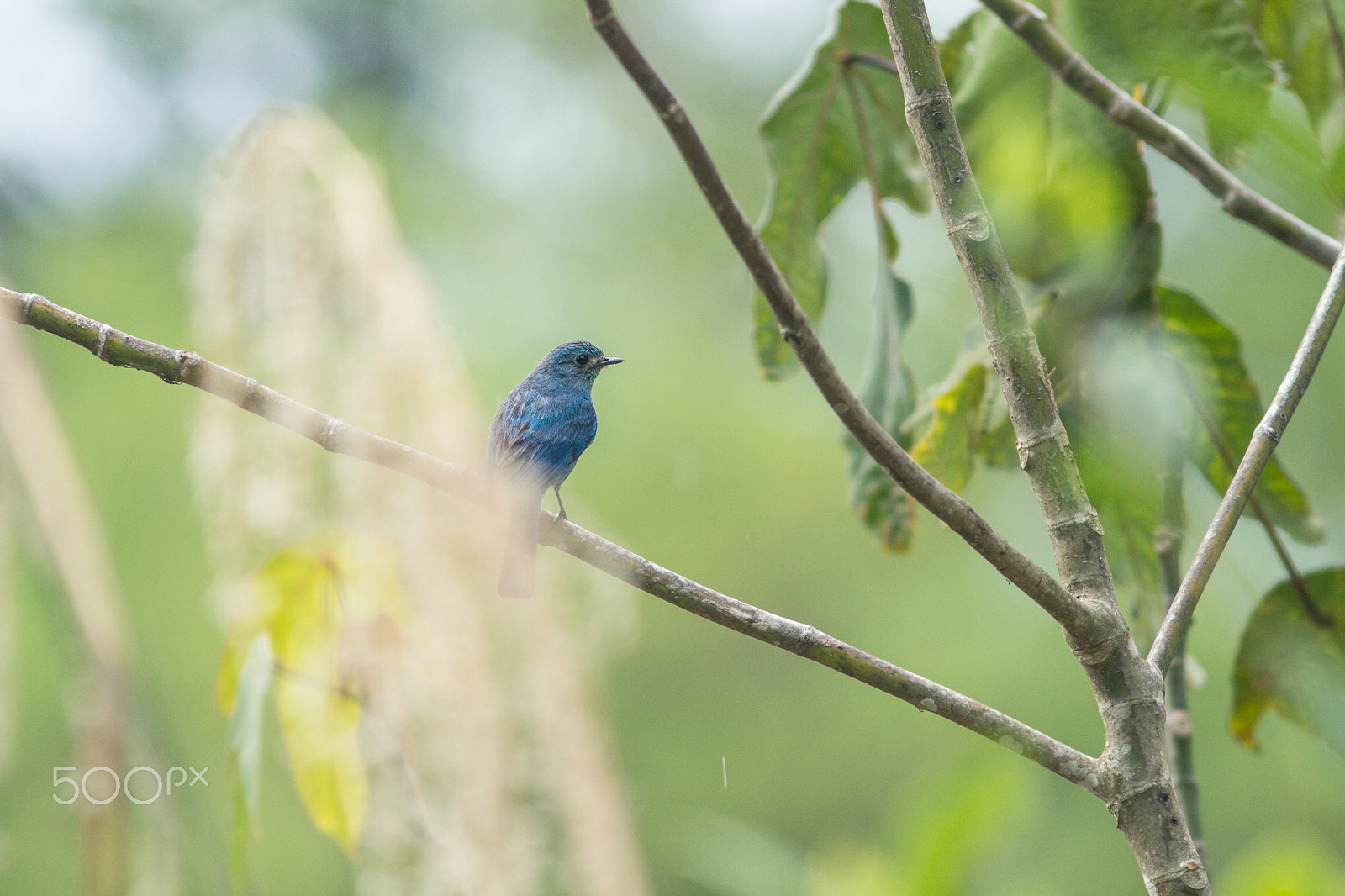 Canon EOS 7D + Canon EF 300mm F4L IS USM sample photo. The verditer flycatcher photography
