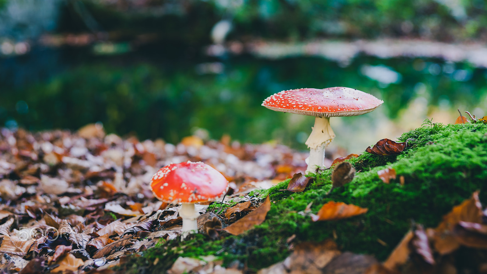 Sony Alpha DSLR-A900 sample photo. The red and white poisonous toadstool or mushroom called amanita photography