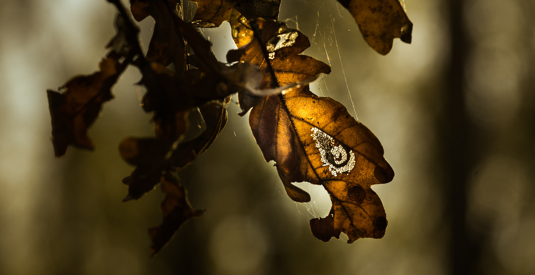 Sony a6000 + Sony FE 90mm F2.8 Macro G OSS sample photo. Autumn leaf. photography