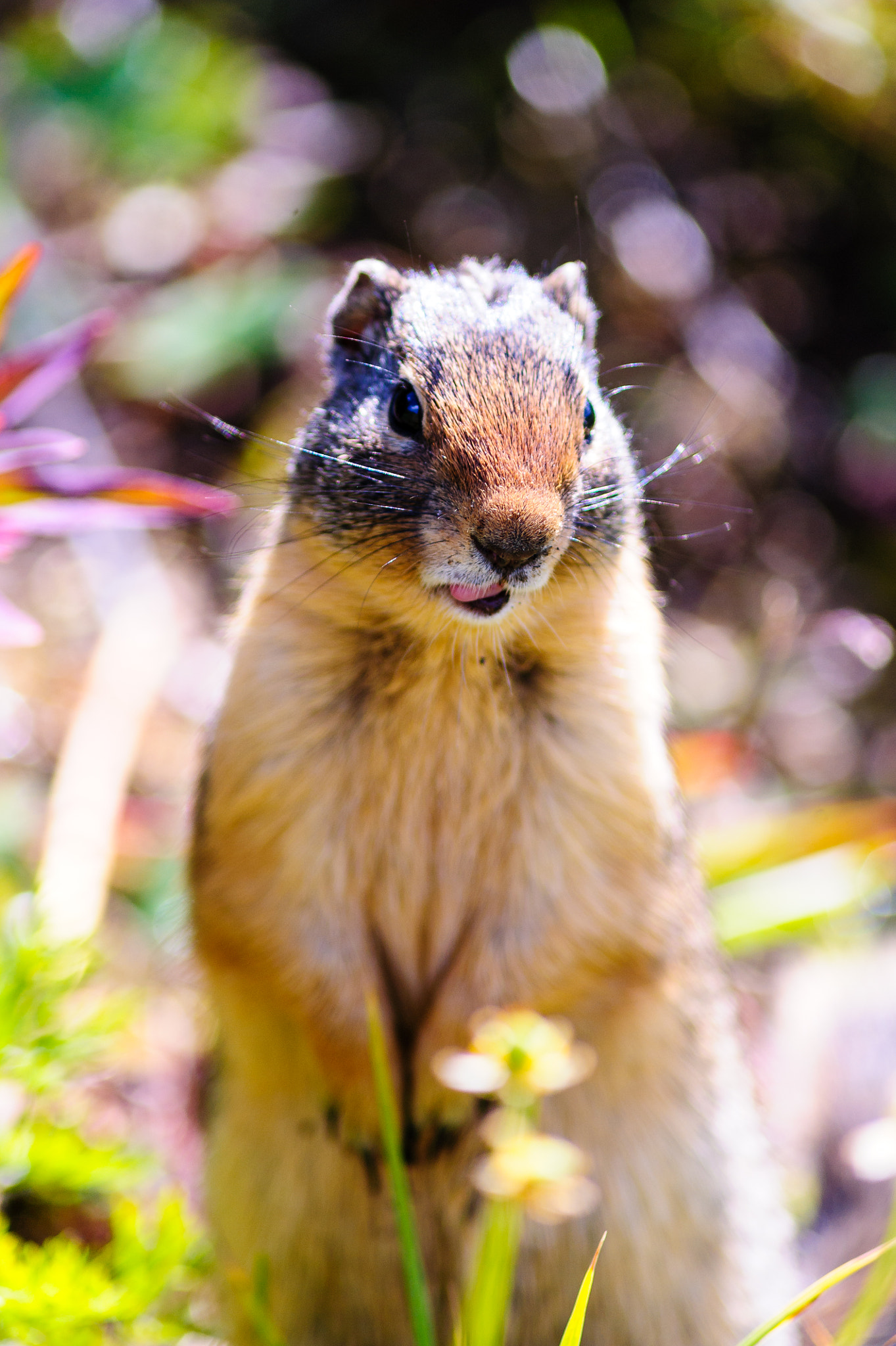 Nikon D700 + AF Nikkor 300mm f/4 IF-ED sample photo. Squirrel photography