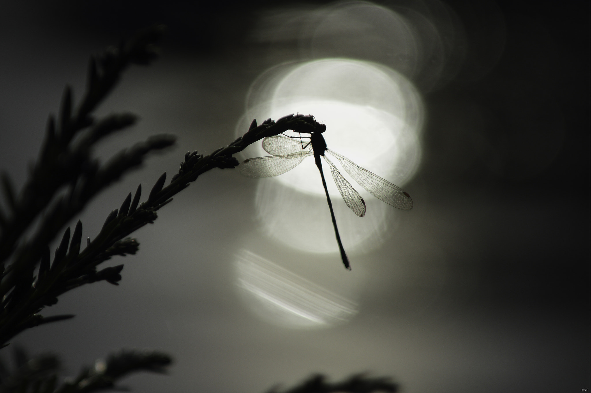 Canon EOS 7D + Canon EF 80-200mm F4.5-5.6 II sample photo. Dragonfly photography