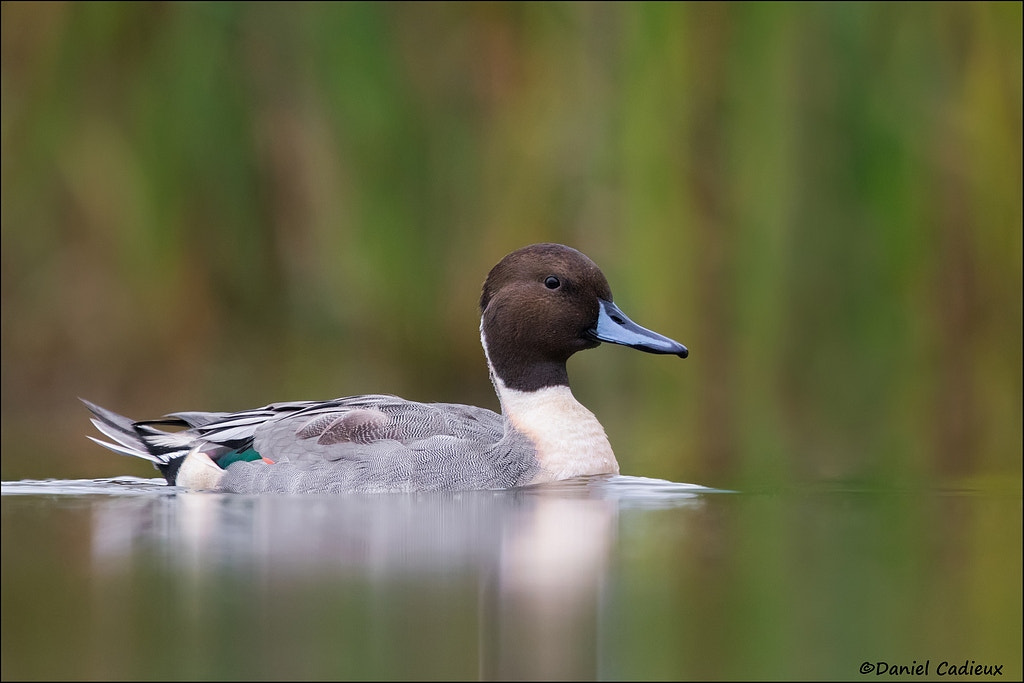 Canon EOS 7D Mark II sample photo. Male northern pintail. photography