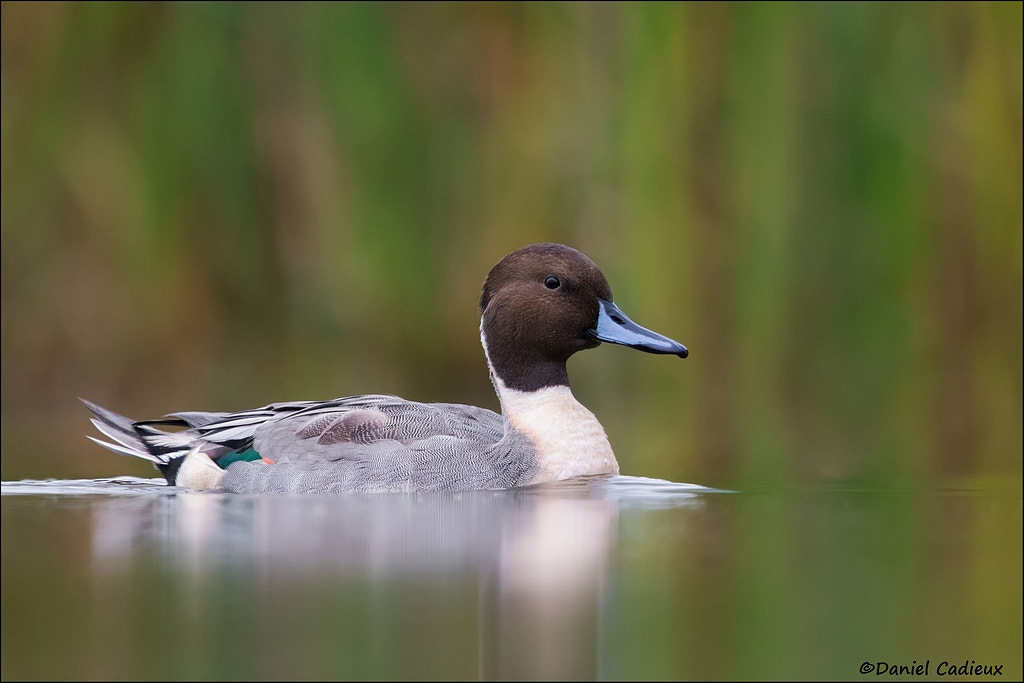 Canon EF 500mm F4L IS II USM sample photo. Male northern pintail. photography