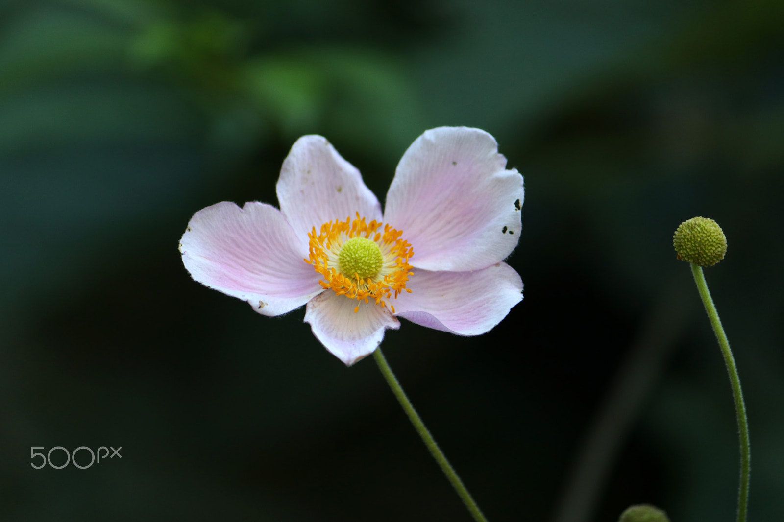 Canon EF-S 55-250mm F4-5.6 IS sample photo. Summer photography