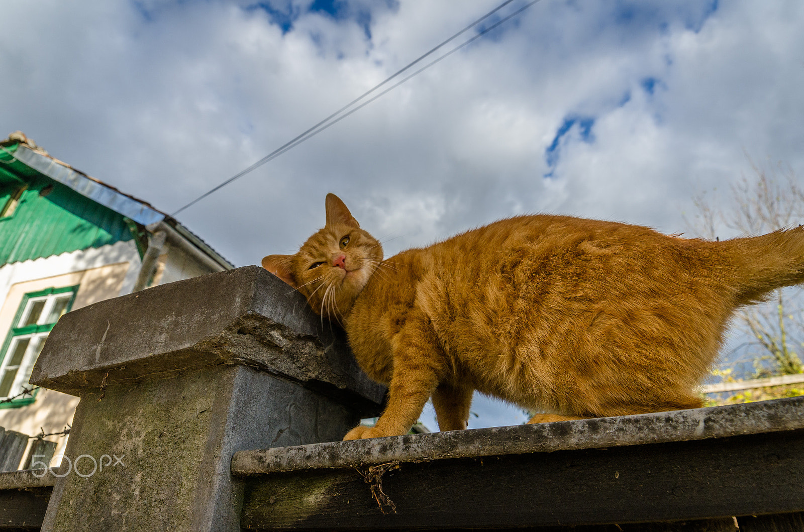 Samyang 14mm F2.8 ED AS IF UMC sample photo. Friendly kitty : ) photography