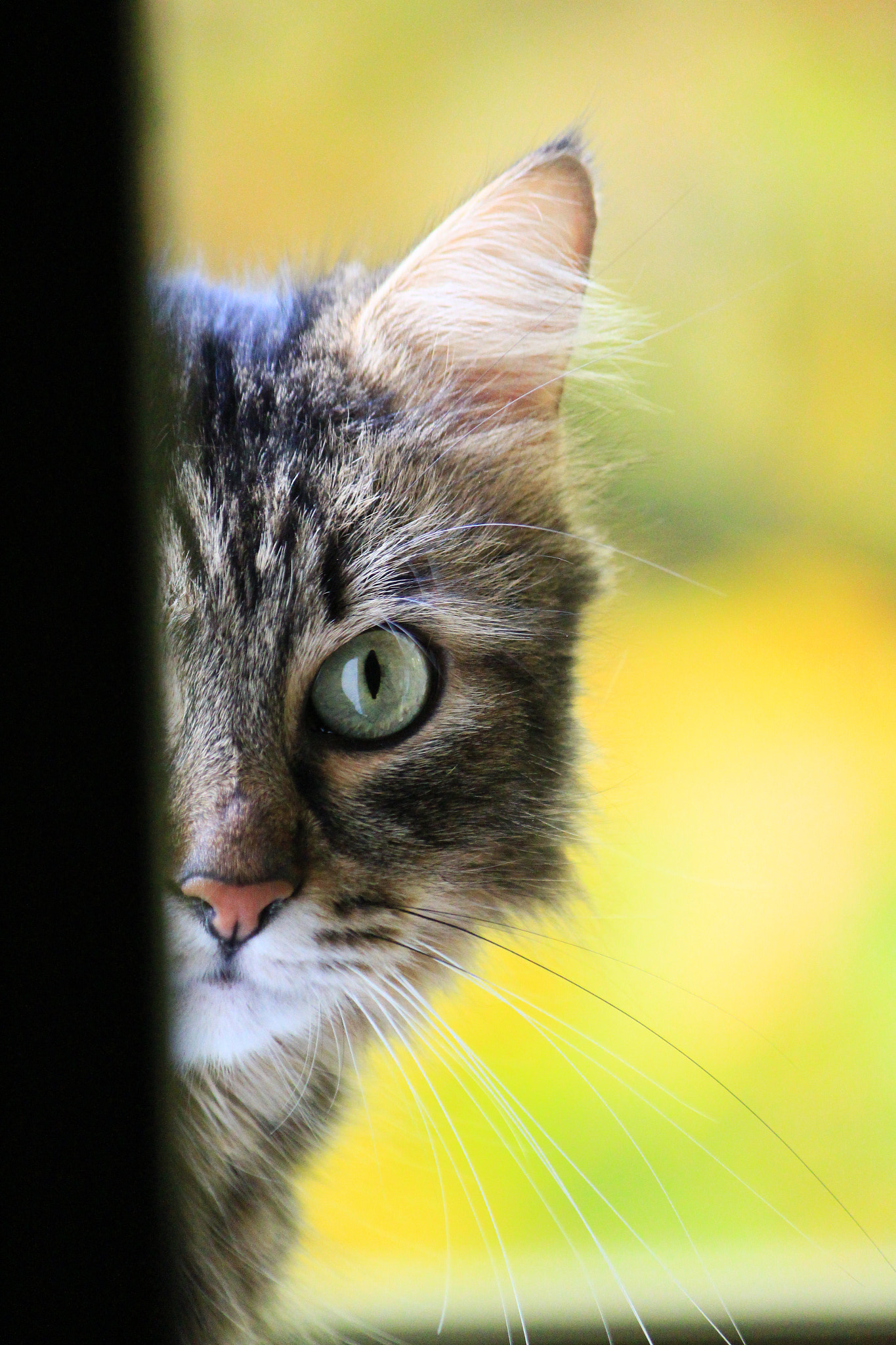 Canon EF-S 55-250mm F4-5.6 IS sample photo. I'm watching you photography