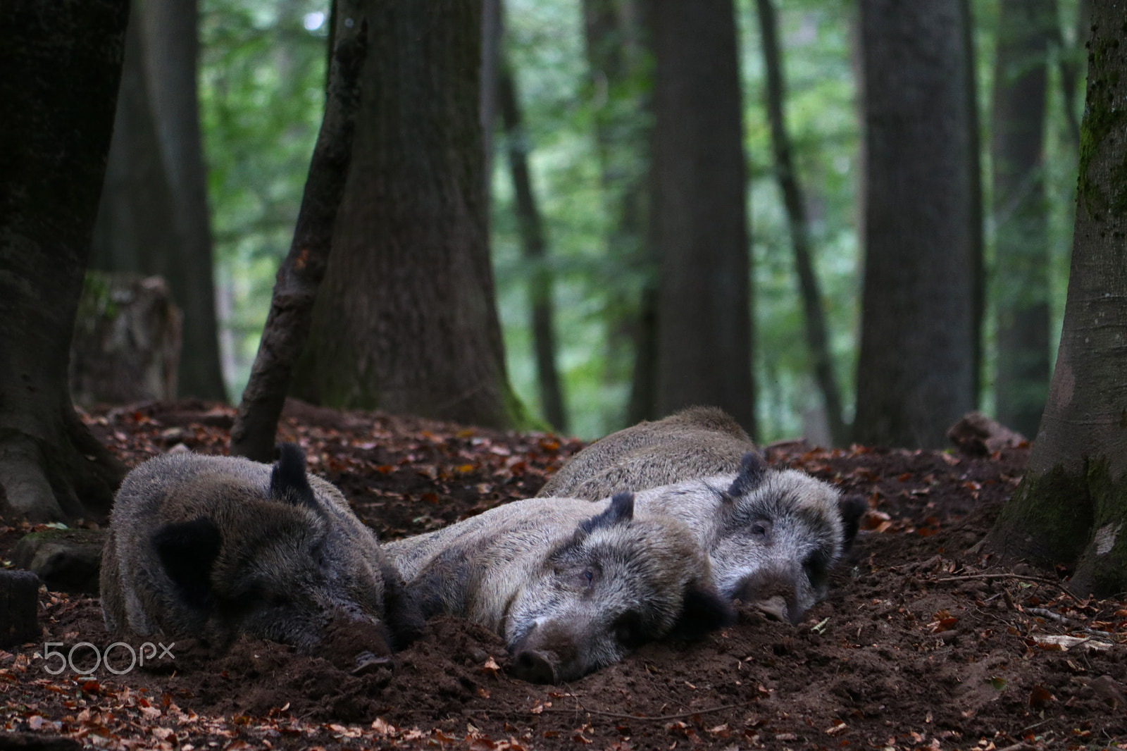 Canon EF-S 55-250mm F4-5.6 IS sample photo. Wildschweine photography